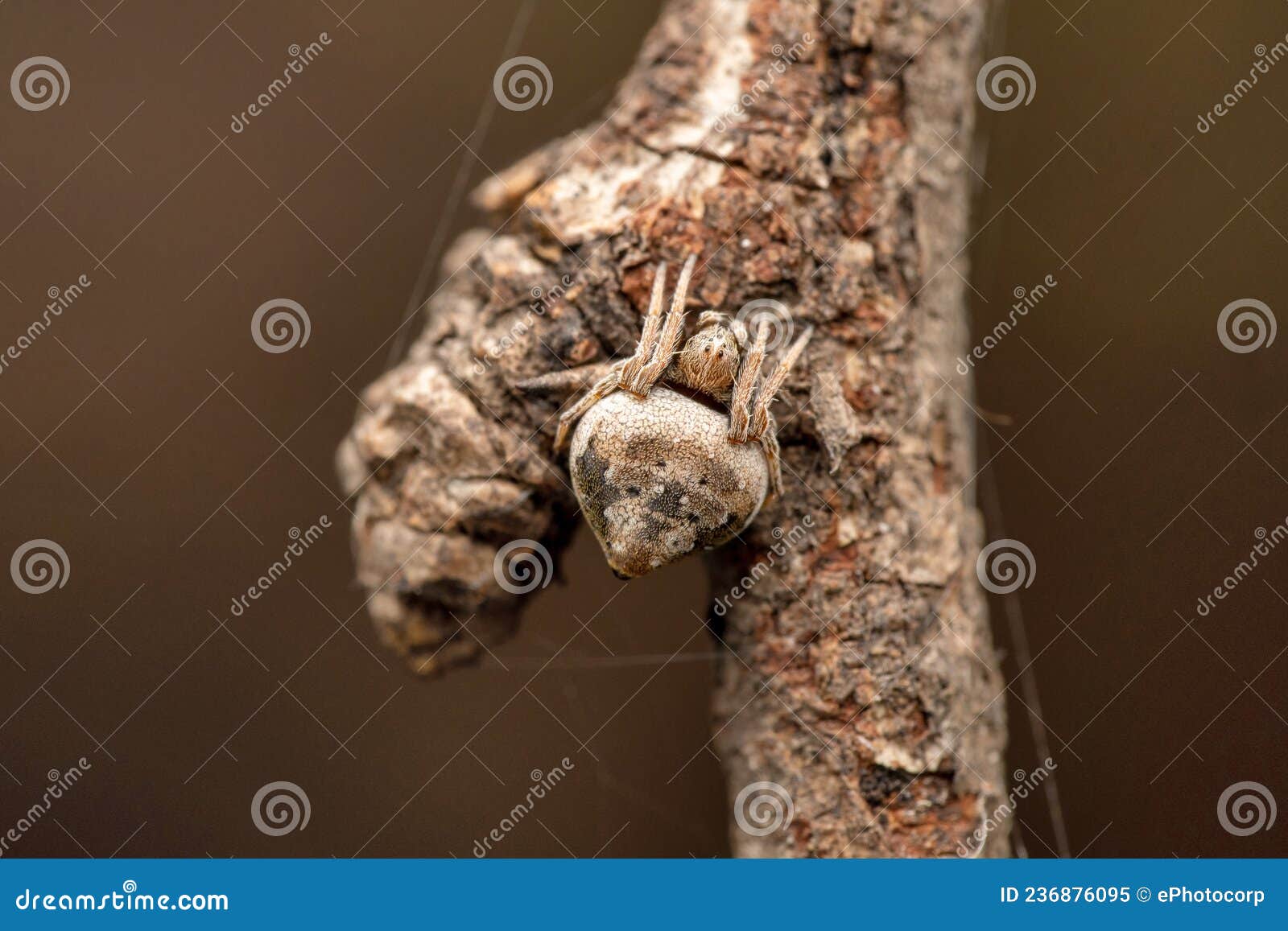 orb weaver spider on tree, eriovixia laglaizei, satara, maharashtra