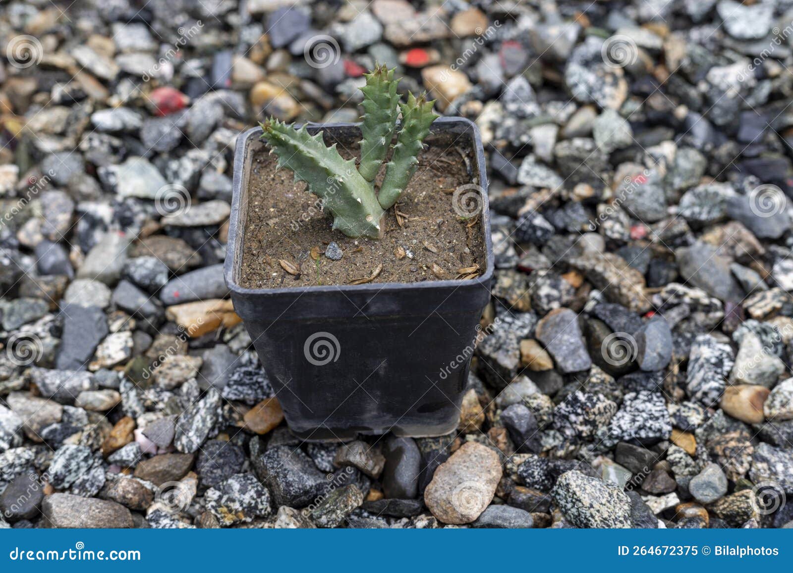 Orbea Huernia Small Plant in a Plastic Container Stock Image Image of