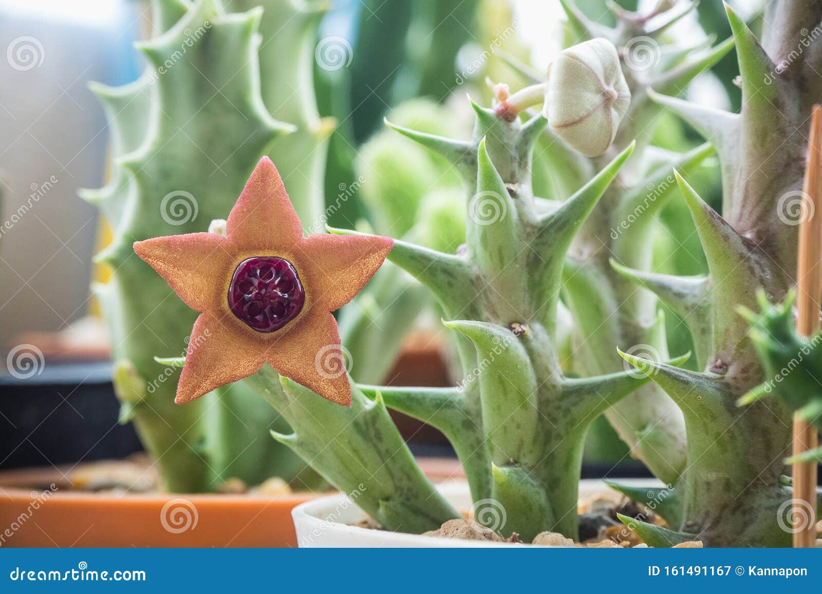 Orbea Sprengeri Ssp. Foetida Stock Image Image of lutea, garden