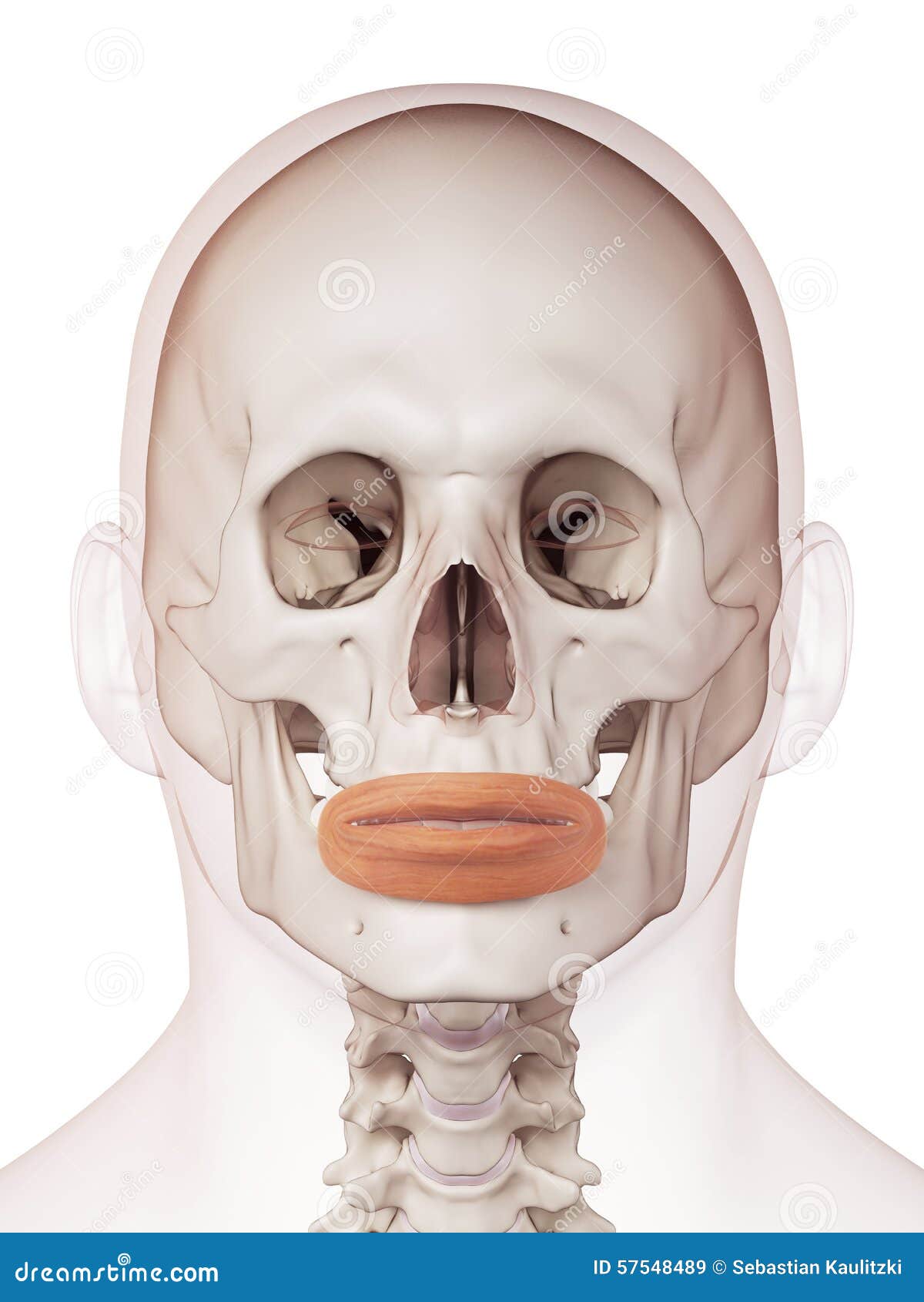 Oris definition anatomy