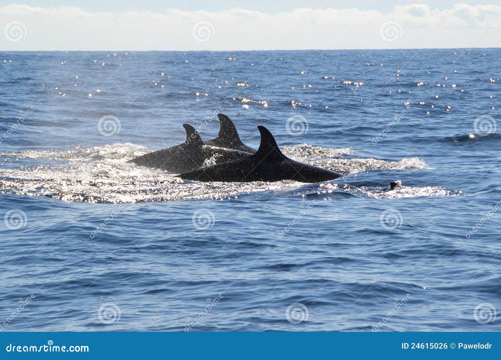 Orca dorsal Fins stock photo. Image of orca, wild, killer 24615026