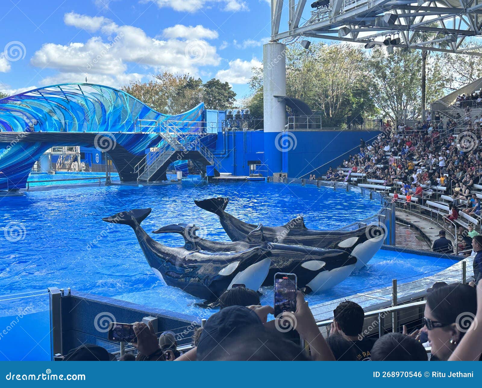 Orca Encounter: Killer Whale Presentation at Sea World in Orlando ...