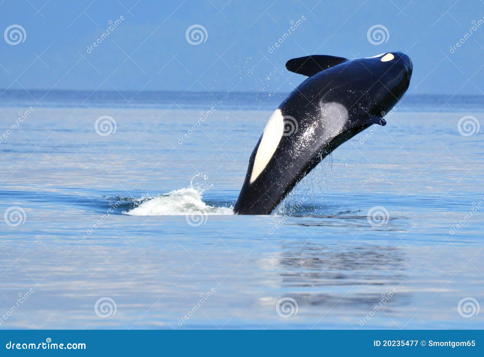 orca near vancouver, bc