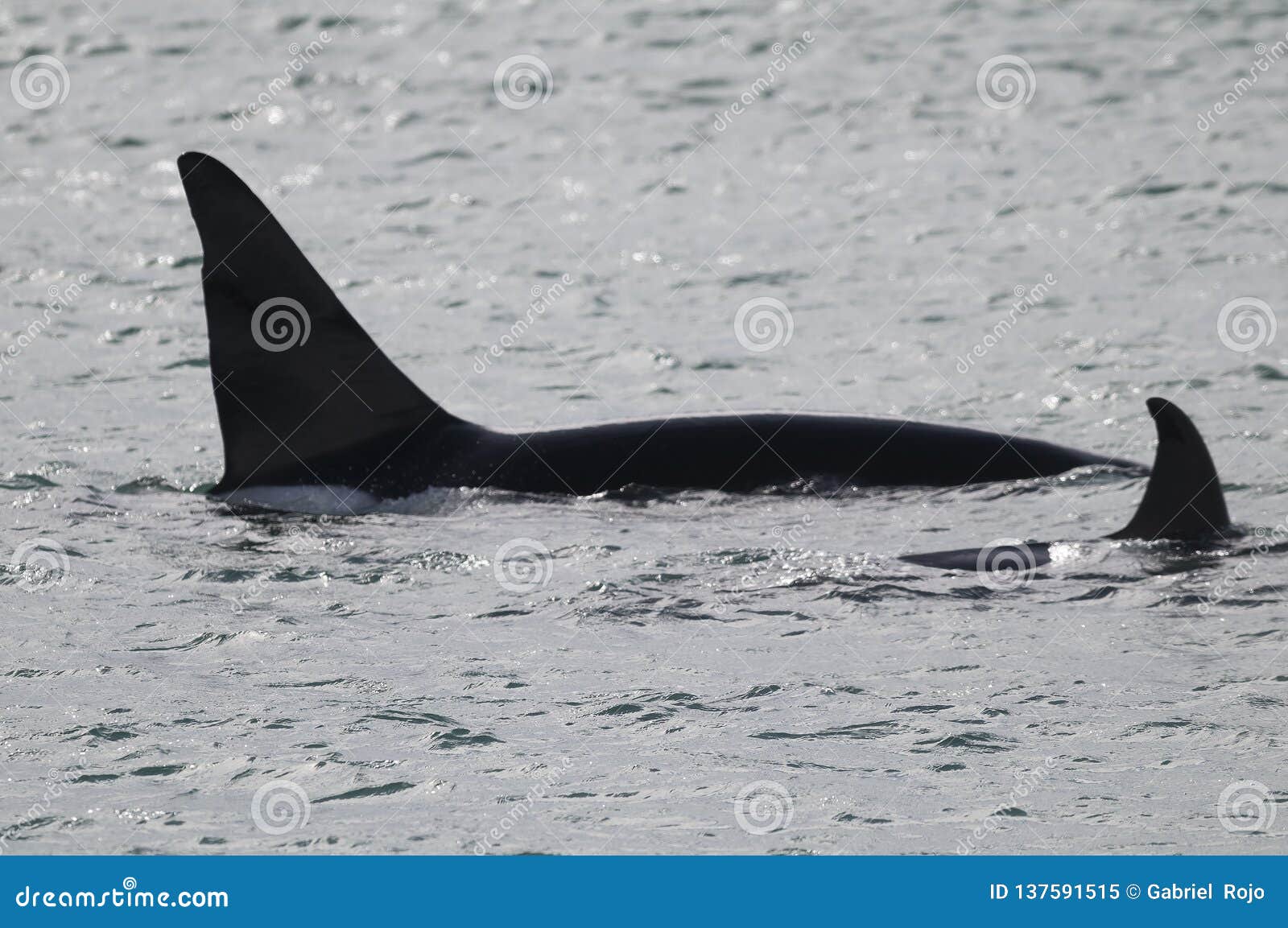 orca patagonia , argentina