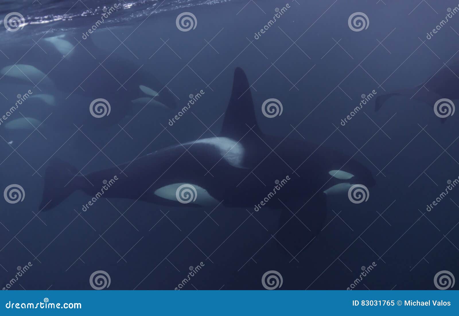 orca pod close up