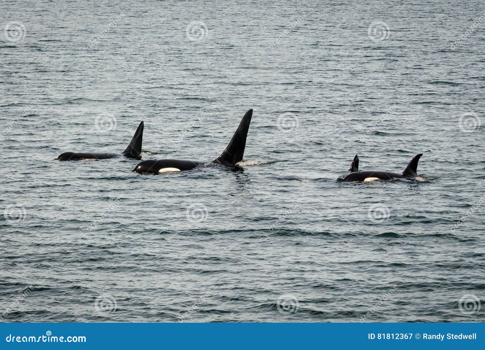 orcas in alaska