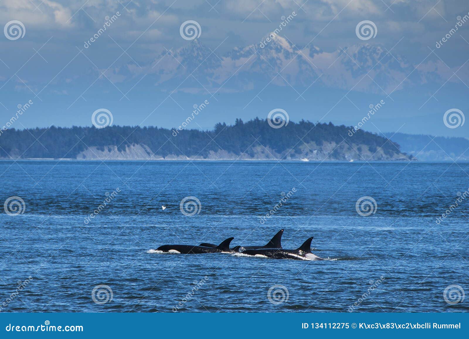 orcas swimming in vancouver