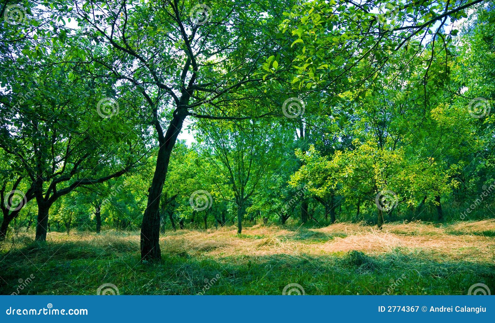 Orchard stock image. Image of cool, summer, nature, foliage - 2774367