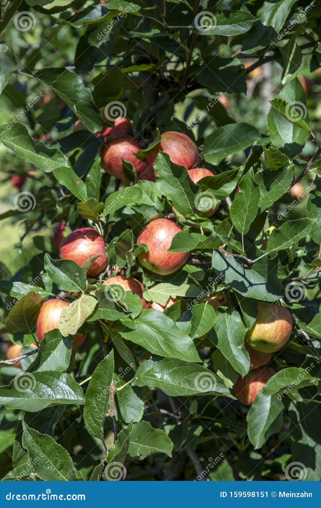 orchard with apple trees at the alps in salurn