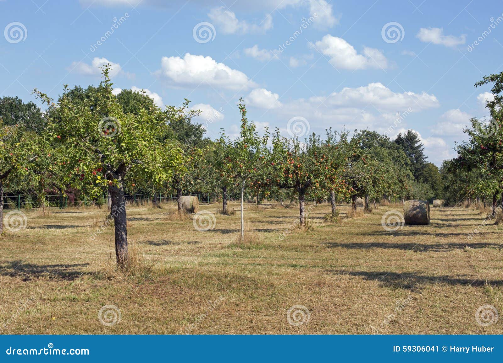 Orchard stock image. Image of blue, grassland, tree, cloudy - 59306041