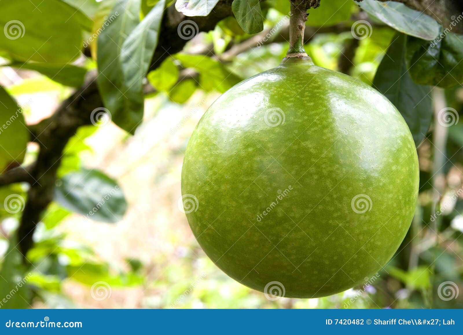 Orchard Pomelo stock photo. Image of nutrition, sweet 7420482