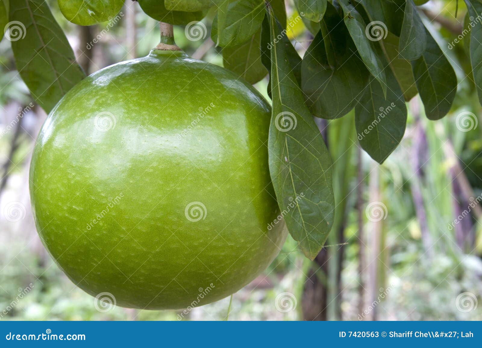 Orchard Pomelo stock image. Image of sweet, food, malaysian 7420563
