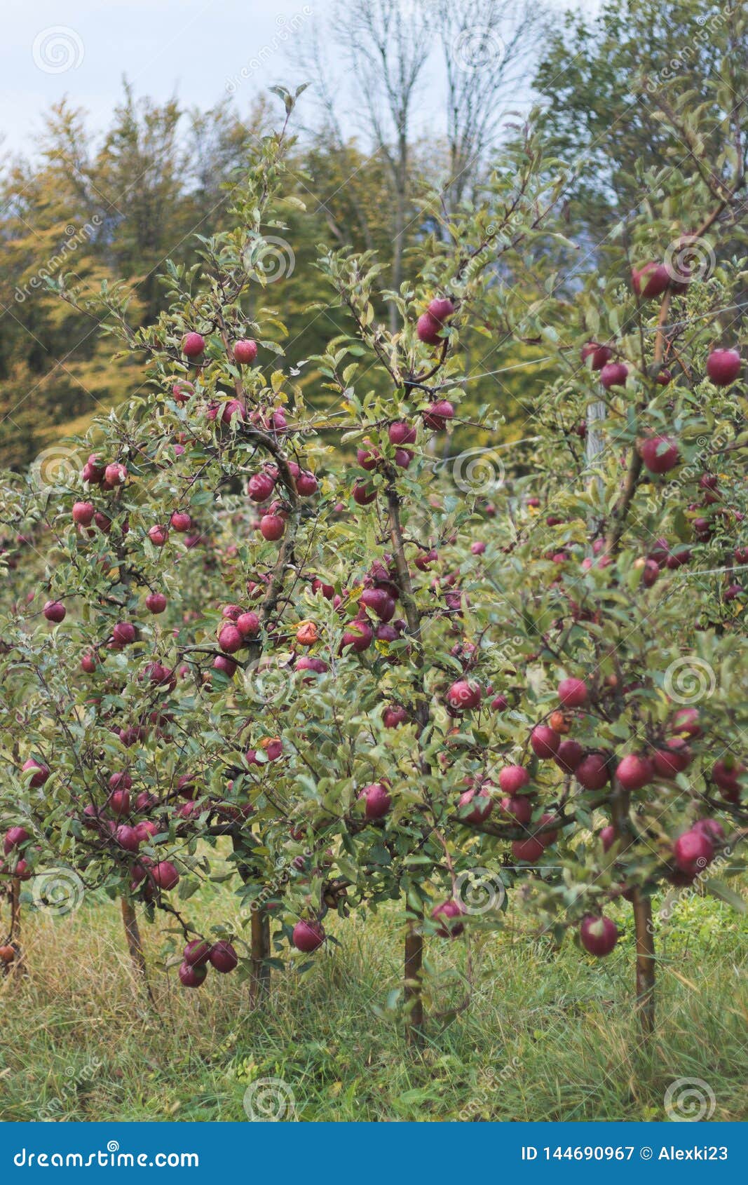 orchard red apple trees