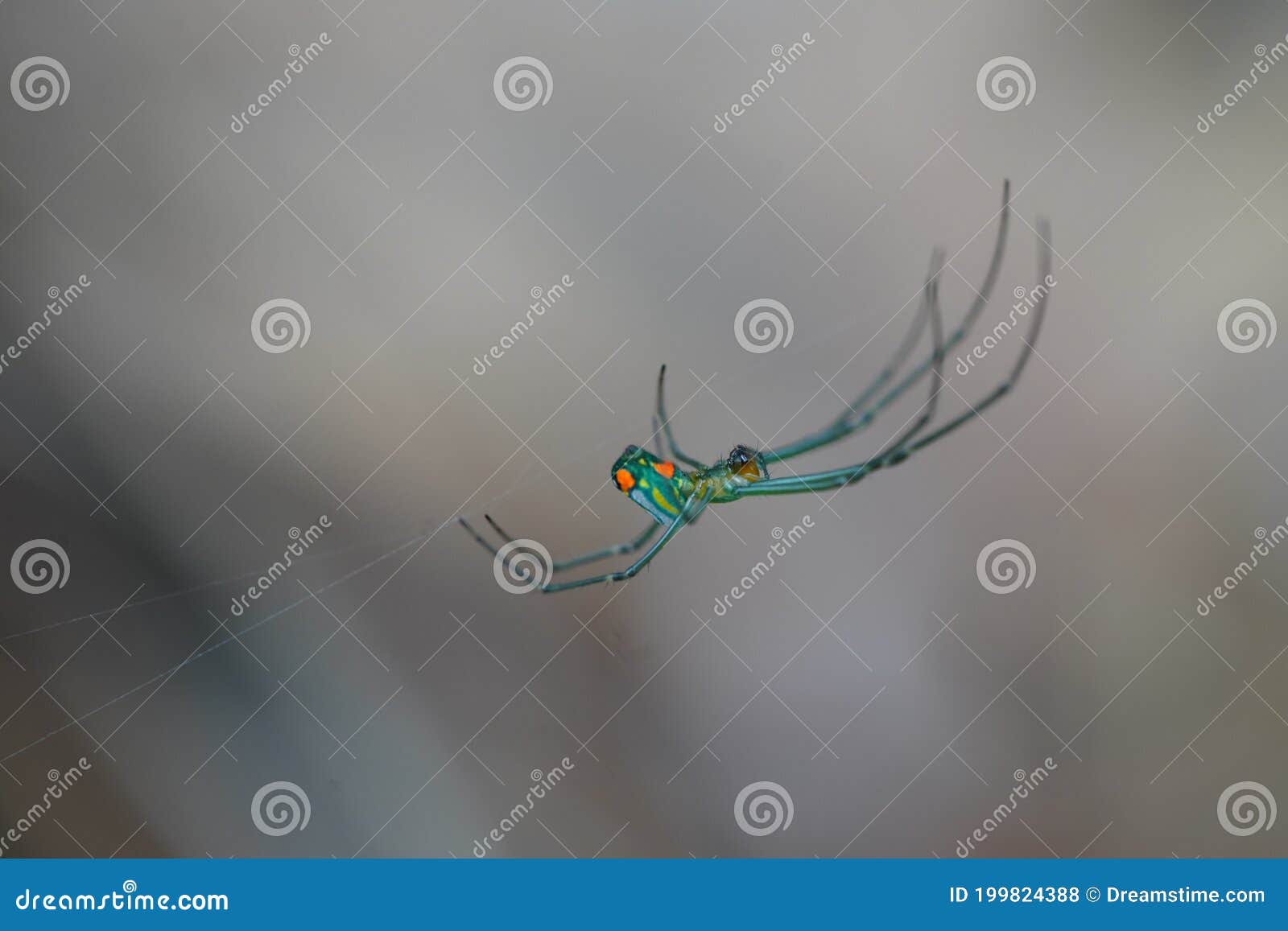 orchard spider macro close-up leucauge venusta orb weaver