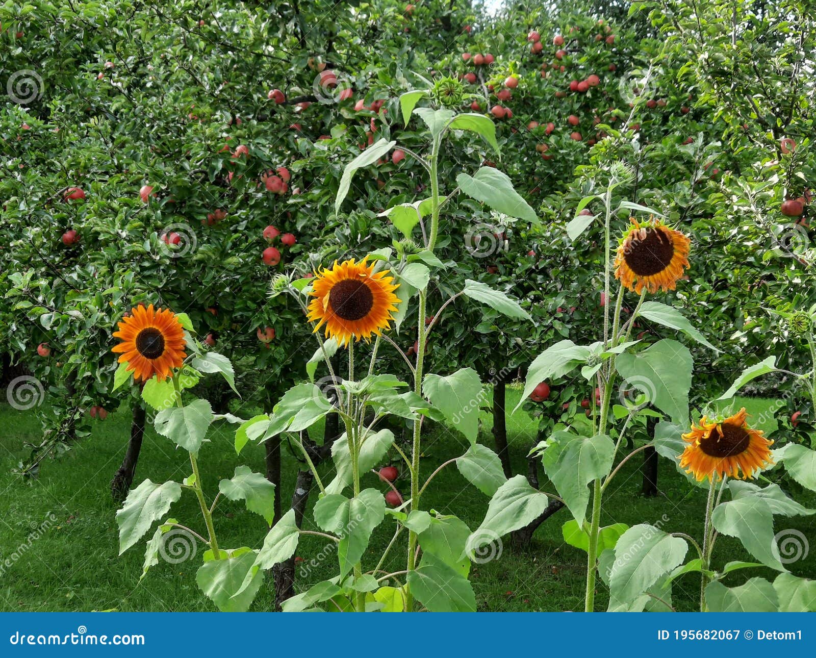 orchard sunflower and apple trees masovia poland