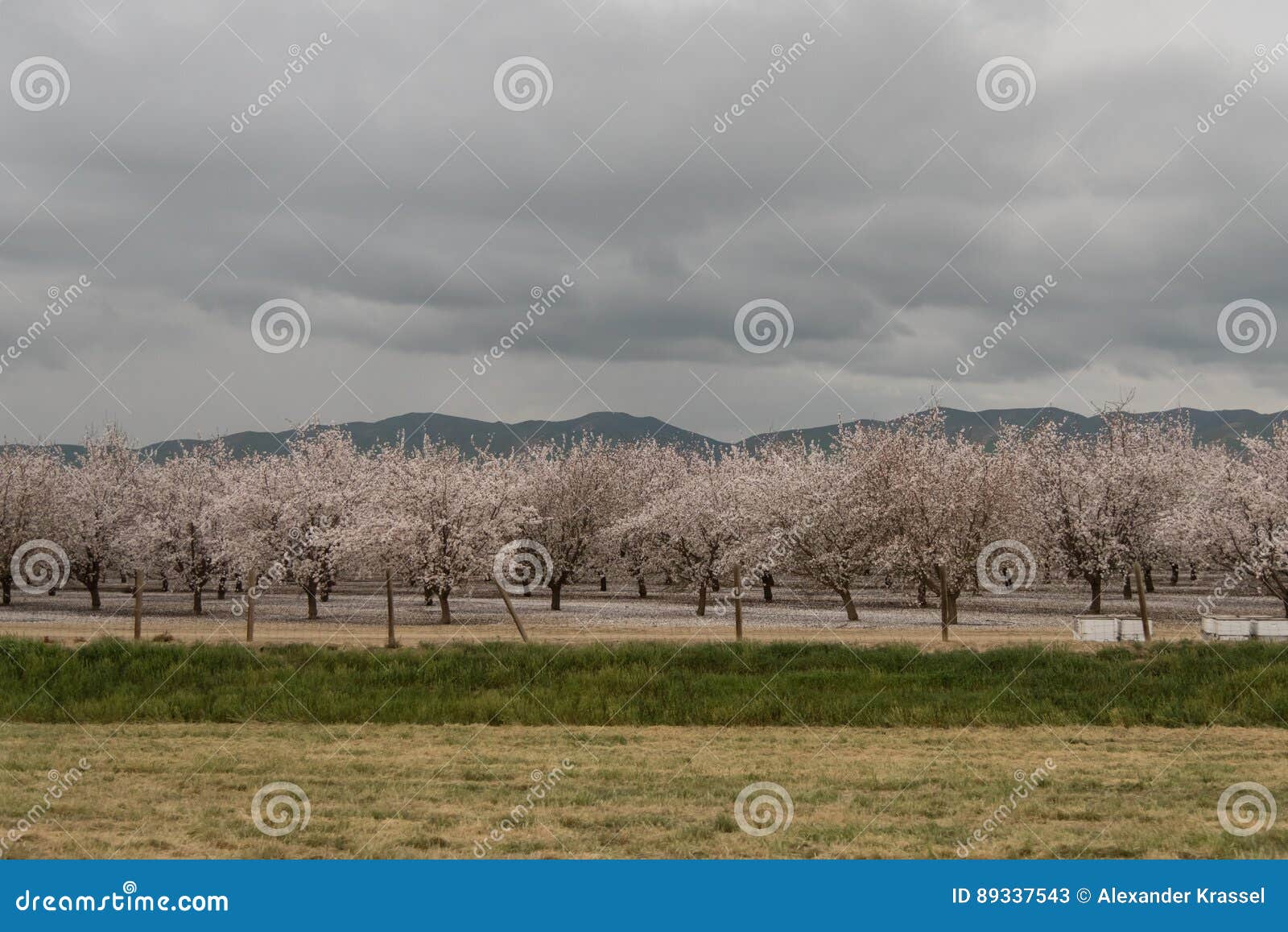 orchards of san joaquin valley