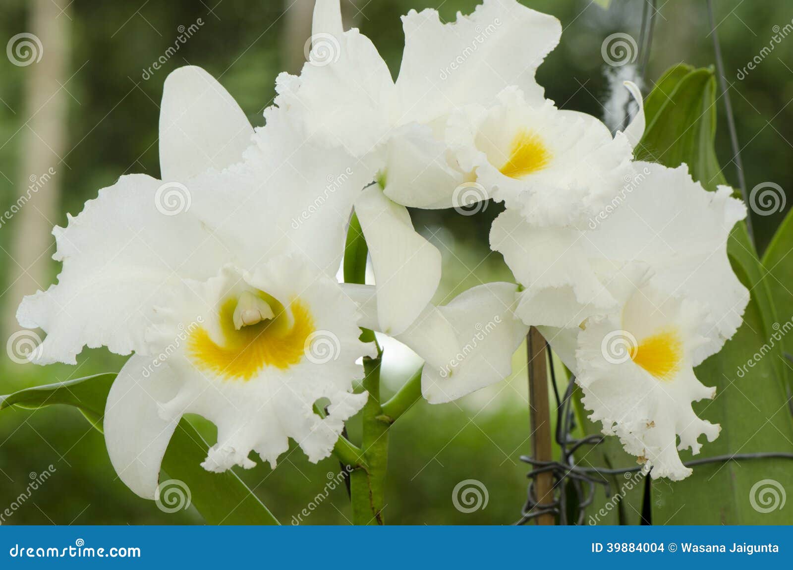 Orchidée Blanche De Cattleya Photo stock - Image du orchidée, jaune:  39884004
