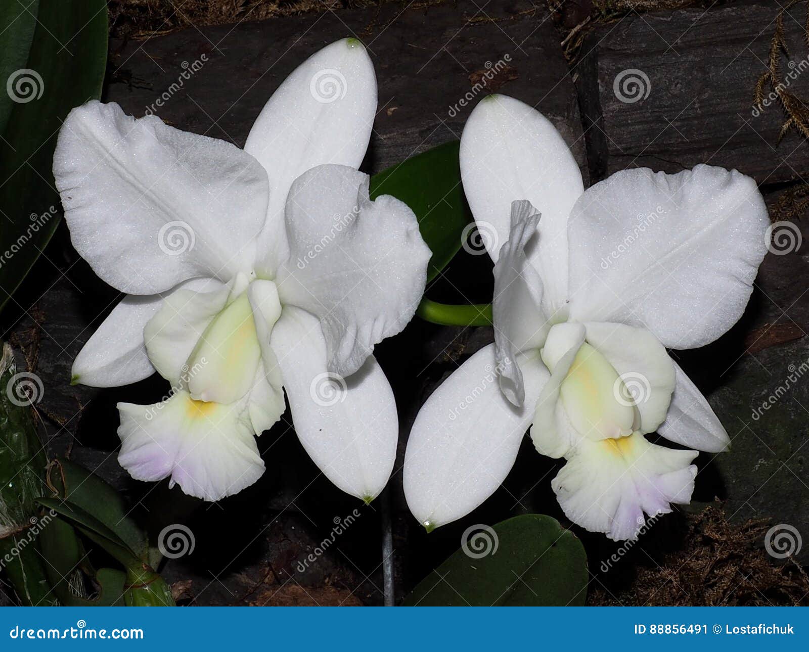 Orchidée Blanche De Cattleya Image stock - Image du blanc, fleur: 88856491