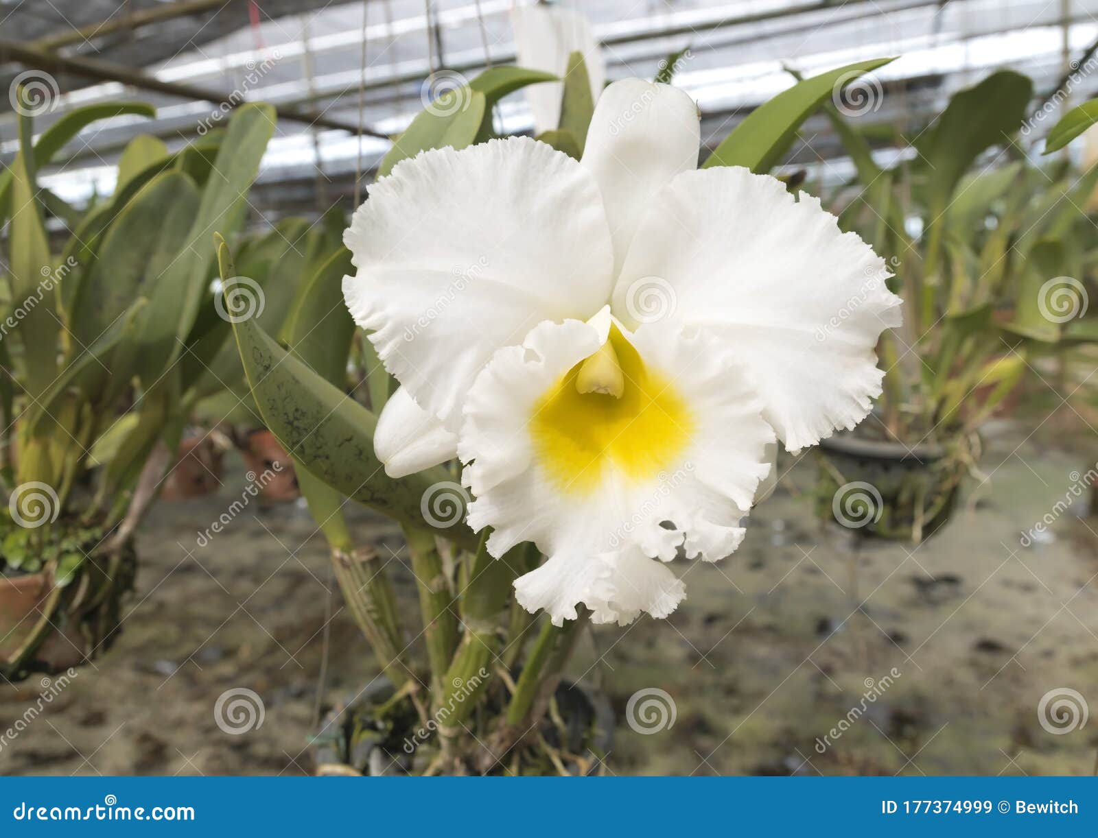 Orchidée Blanche De Diamant Cattleya Image stock - Image du arbre, jardin:  177374999