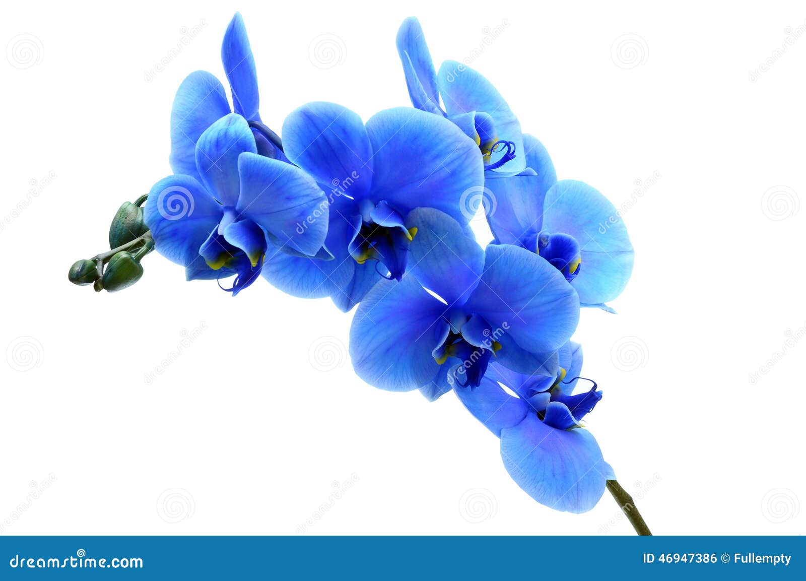 Orchidee Bleue De Fleur Photo Stock Image Du Bleu Bouquet