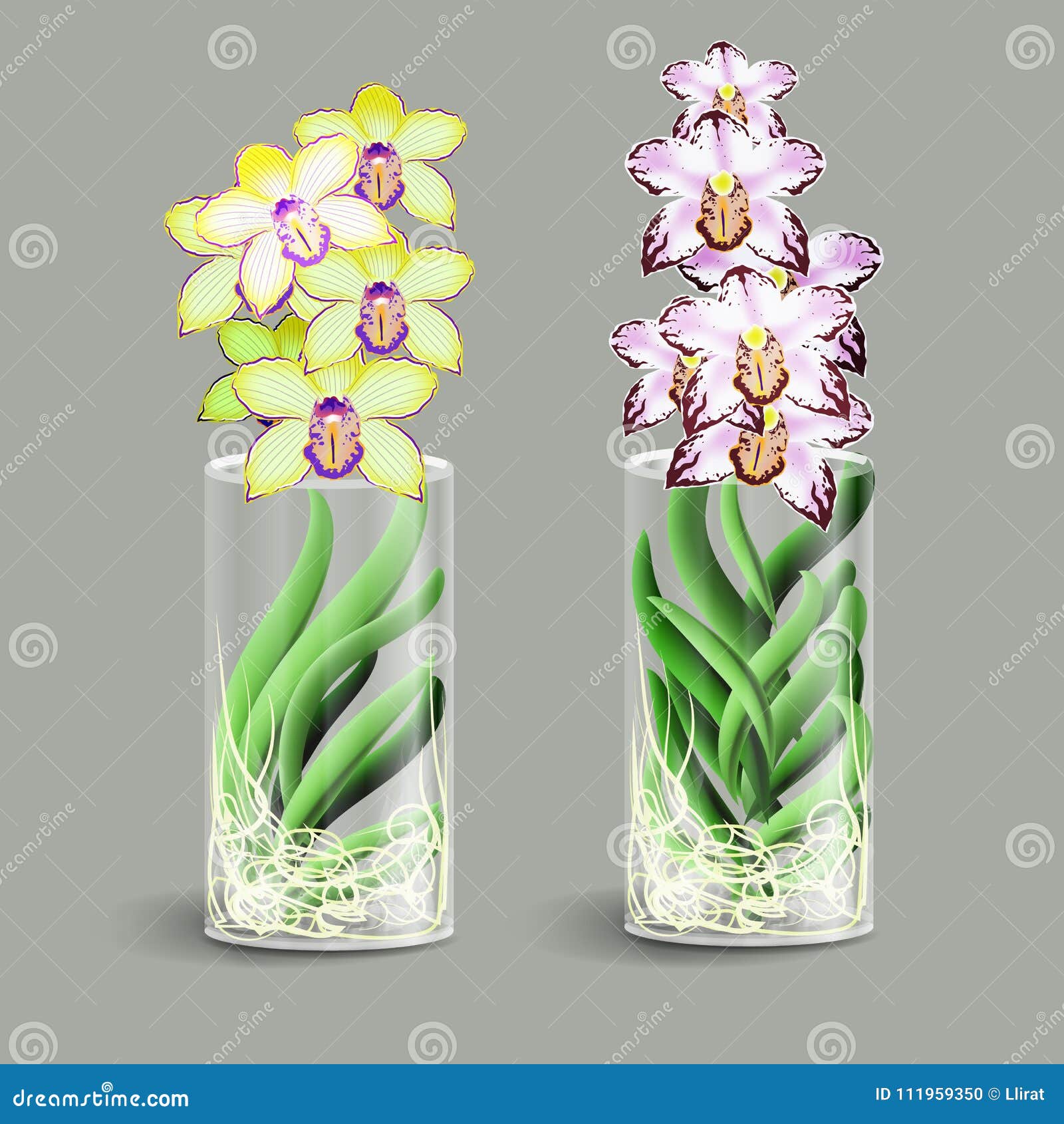 Orchidée De Vanda Dans Un Vase En Verre Fleur Tropicale D'Epiphyte Élément  Du Décor à La Maison Le Symbole De La Croissance Et De Illustration de  Vecteur - Illustration du conception, floral: