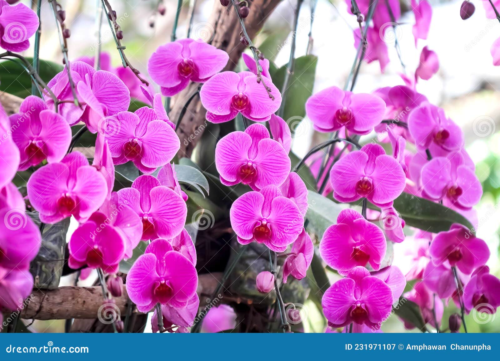 Orchidée De Vanda Rose Avec Gouttes D'eau Fleurissant Dans Le Jardin Image  stock - Image du floral, jardin: 231971107