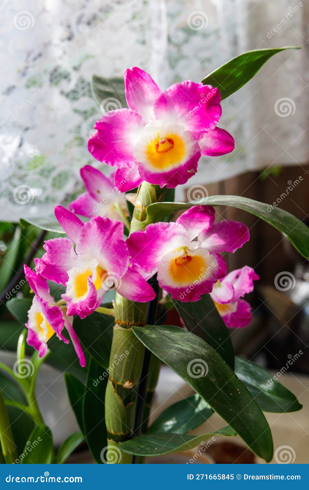 Plante: Orchidée Dendrobium