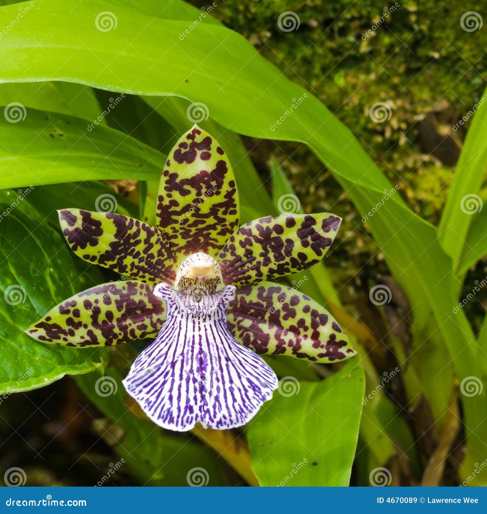 Orchidée exotique image stock. Image du lames, endroits - 4670089