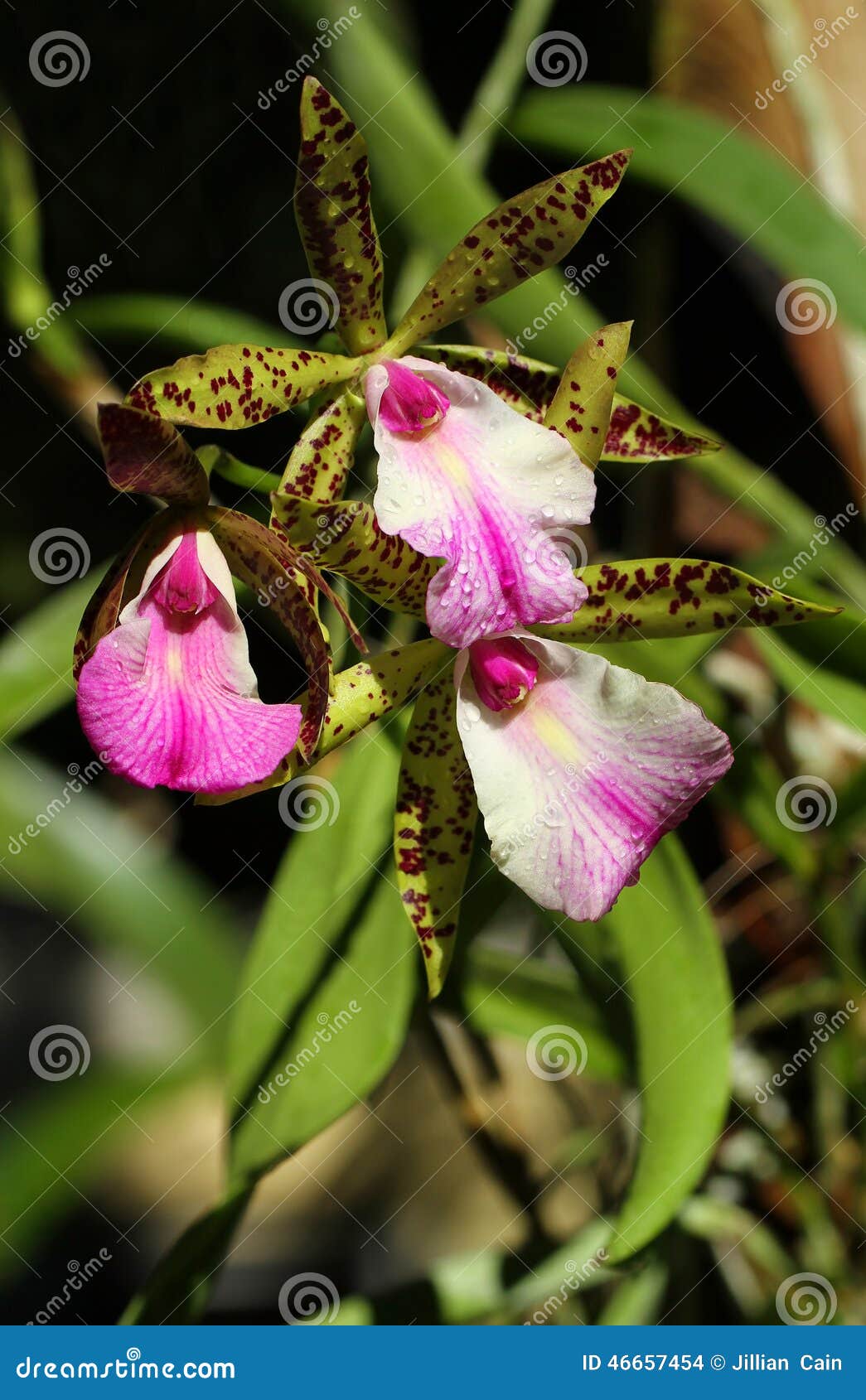 Orchidée Exotique De Rose De Brassocattleya Photo stock - Image du exotique,  extérieur: 46657454