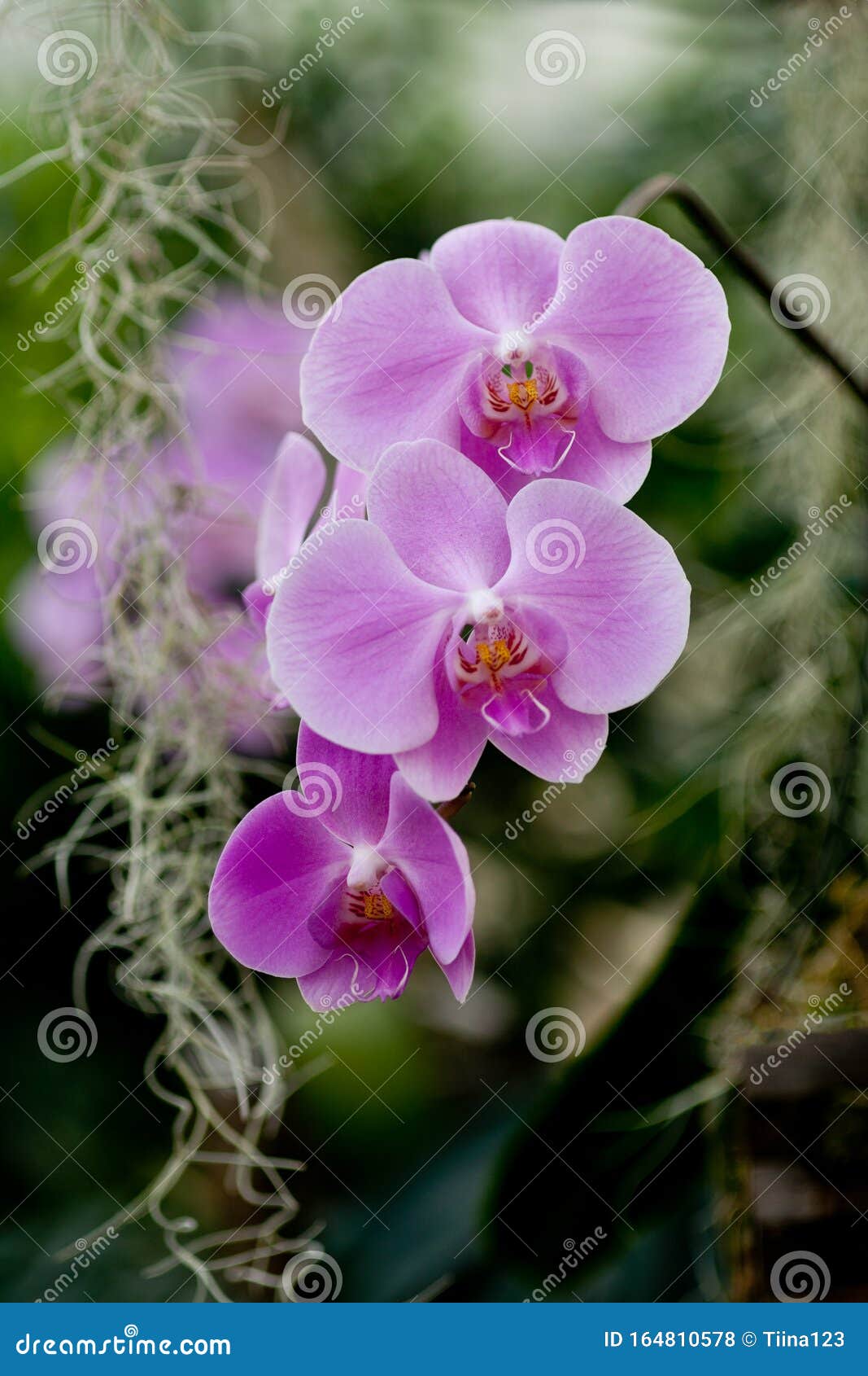 Orchidée Mauve Et Tachetée Branche De Fleur De Lilac Orchidées En Fleurs  Photo stock - Image du botanique, lumineux: 164810578