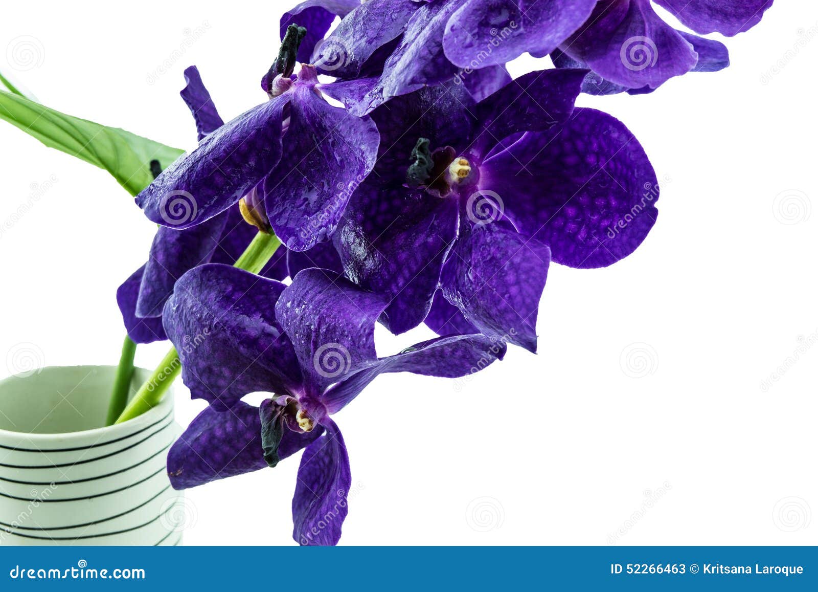 Orchidée Pourpre De Vanda, Orchidée Violette Dans Le Vase D'isolement Sur  Le CCB Blanc Image stock - Image du orchidée, normal: 52266463