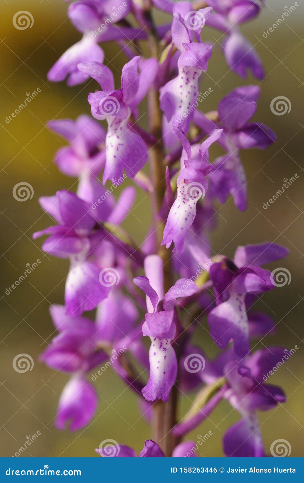 Orchidée Sauvage D'Europe, Mascula D'orchidée Violette Photo stock - Image  du chaux, fond: 158263446