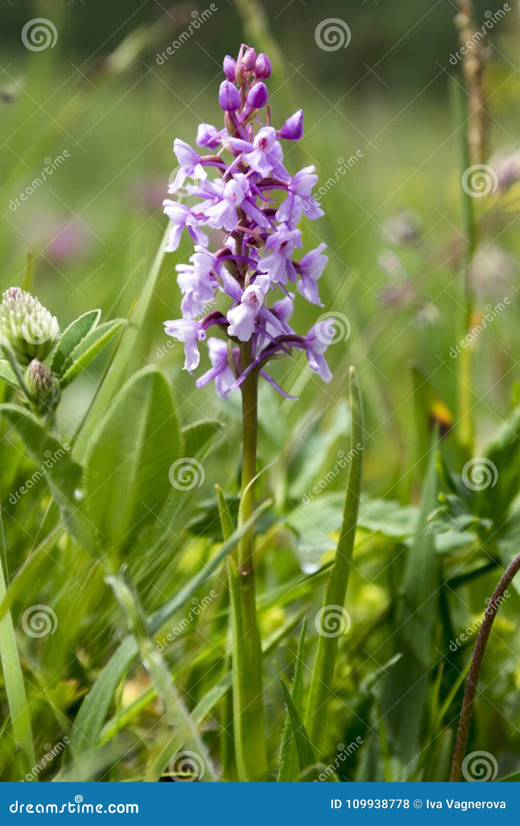 Orchidée Sauvage De Conopsea De Gymnadenia En Fleur Photo stock - Image du  saison, sunlight: 109938778