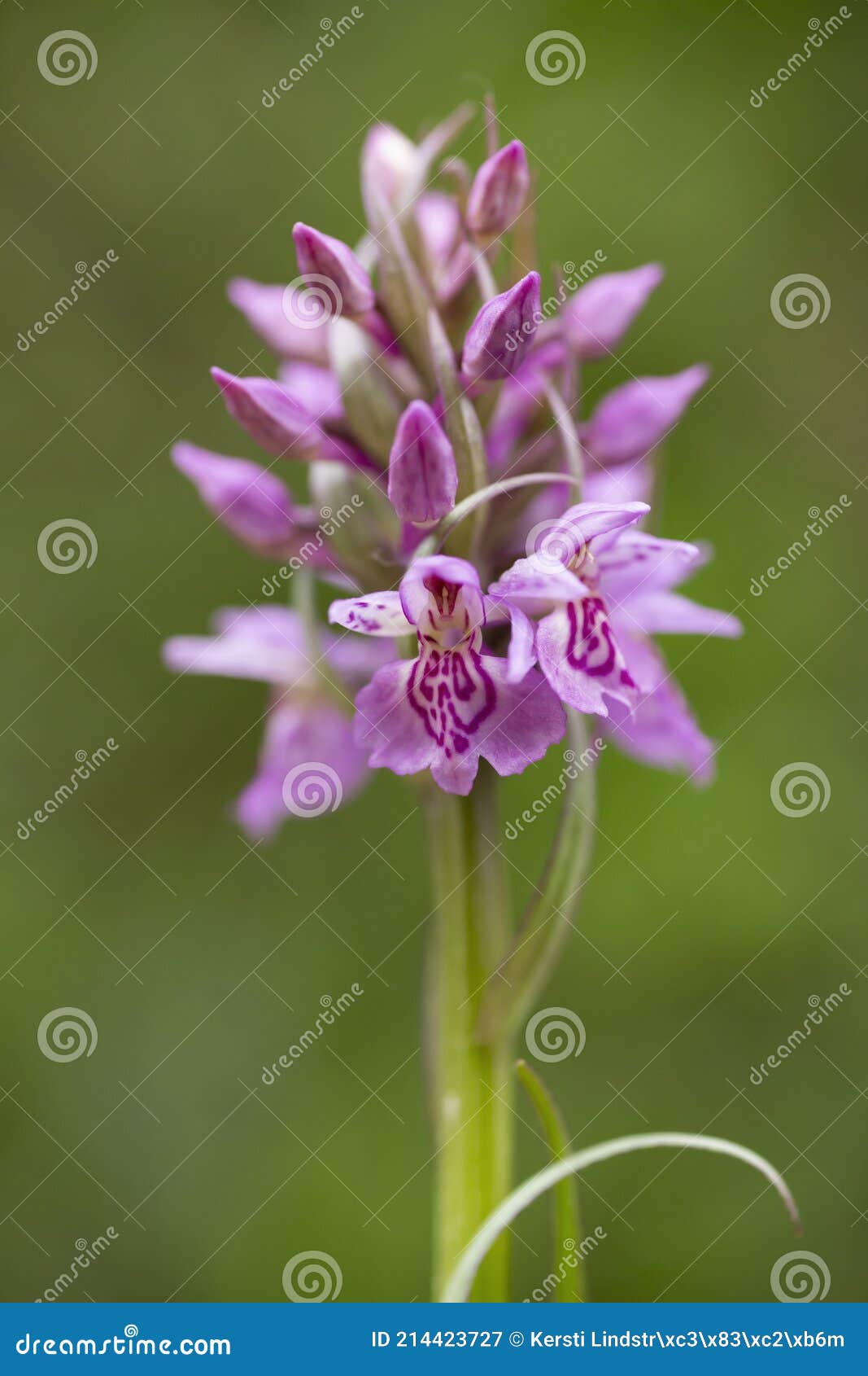 Orchidée Sauvage Violette En Fleurs En été Image stock - Image du sauvage,  vert: 214423727