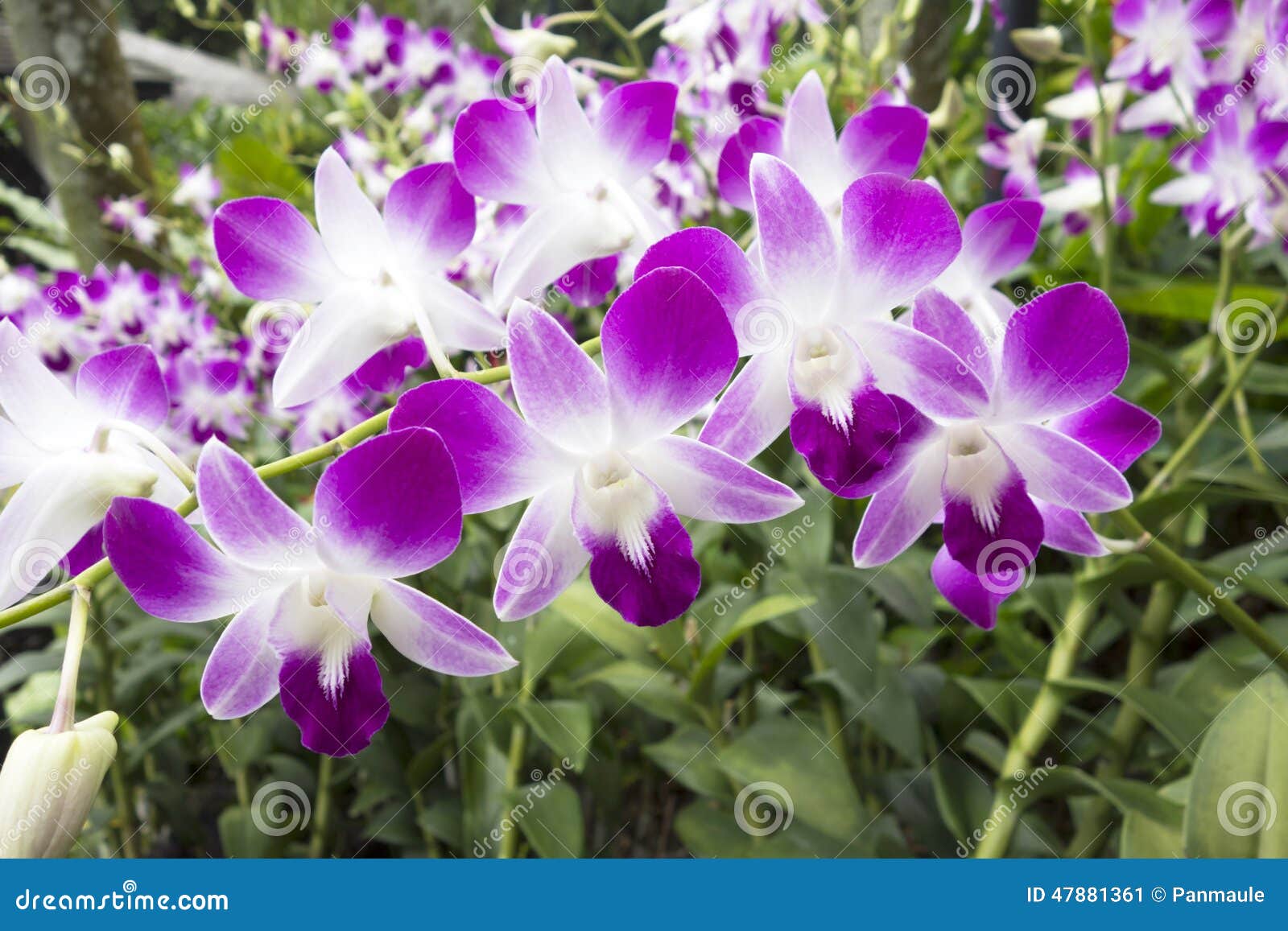 Orchidée Tropicale Mauve Et Blanche Image stock - Image du pluie, orchidée:  47881361