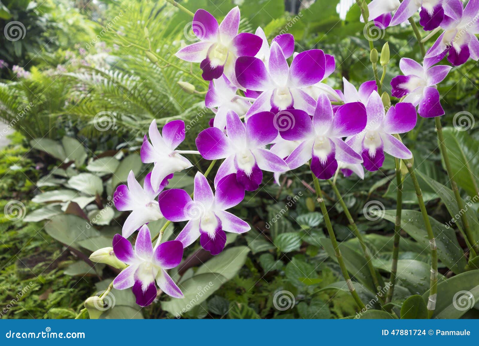 Orchidée Tropicale Mauve Et Blanche Photo stock - Image du asie, floraison:  47881724