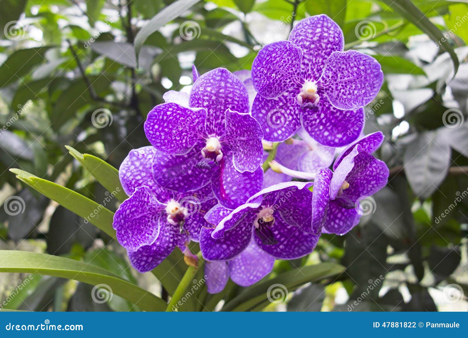 Orchidée Tropicale Mauve Et Blanche Photo stock - Image du malaisie, forêt:  47881822