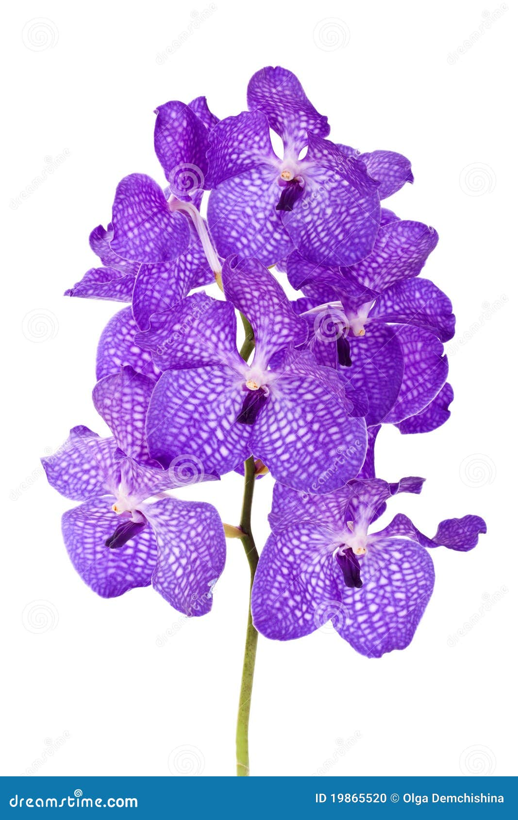 Orchidée violette photo stock. Image du botanique, orchidée - 19865520