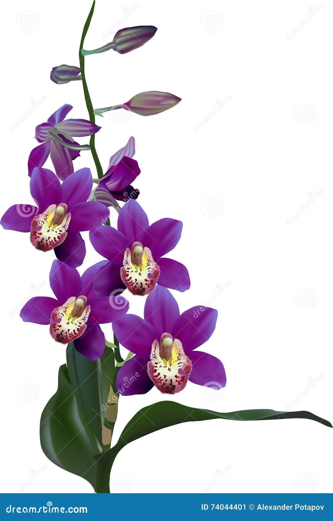 Orchidée Violette Avec Des Feuilles De Vert D'isolement Sur Le Blanc  Illustration Stock - Illustration du lame, couleur: 74044401