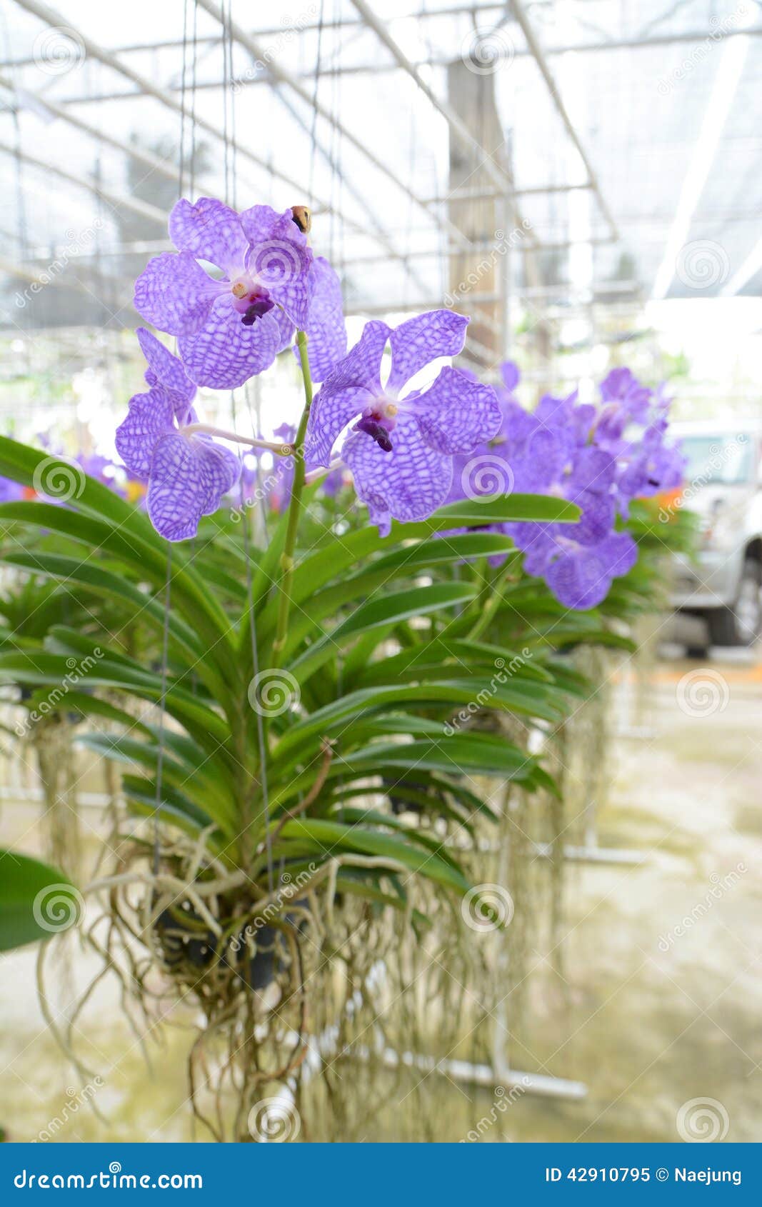 Orchidée violette de Vanda image stock. Image du tête - 42910795