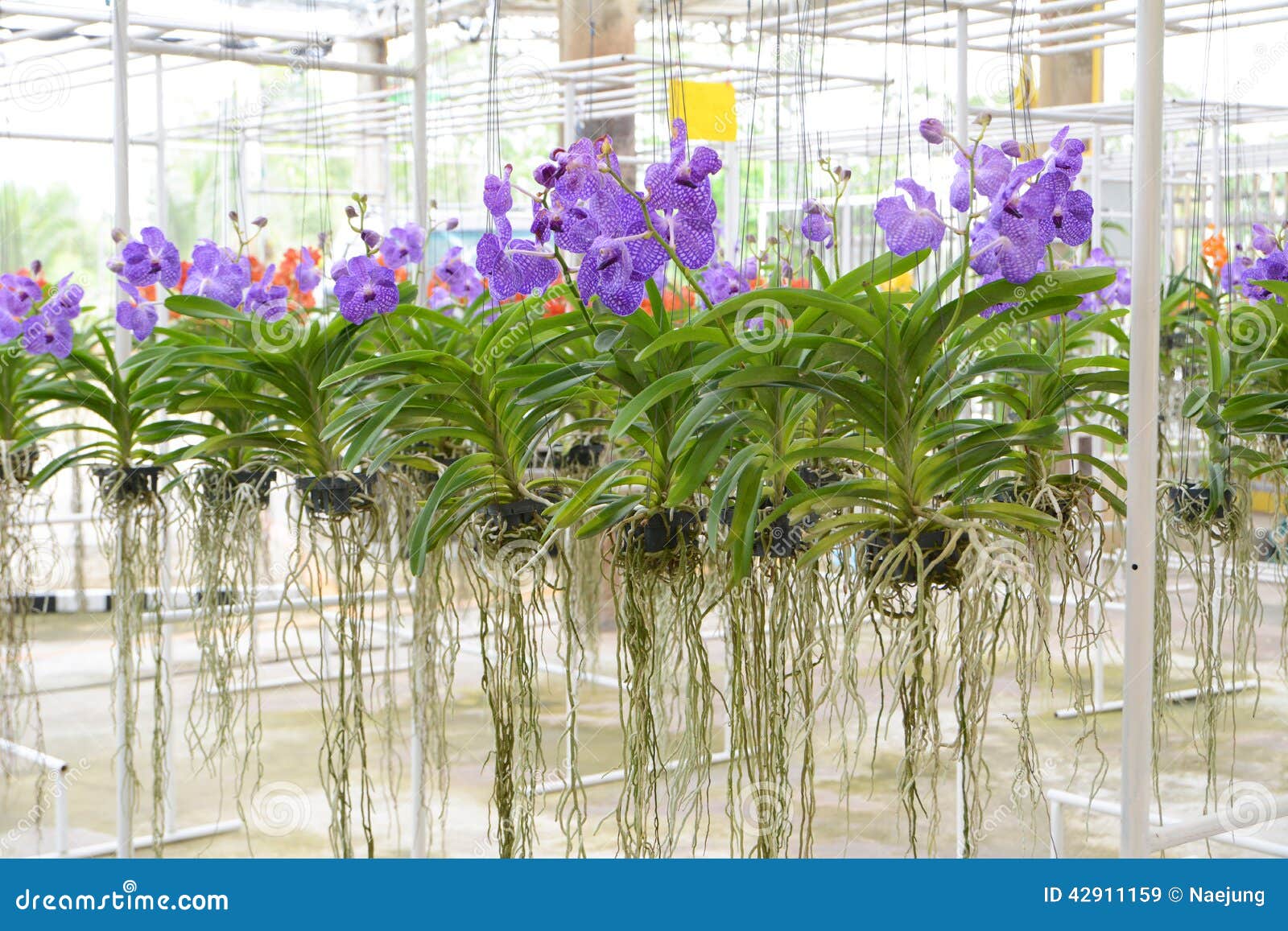 Orchidée violette de Vanda image stock. Image du fond - 42911159