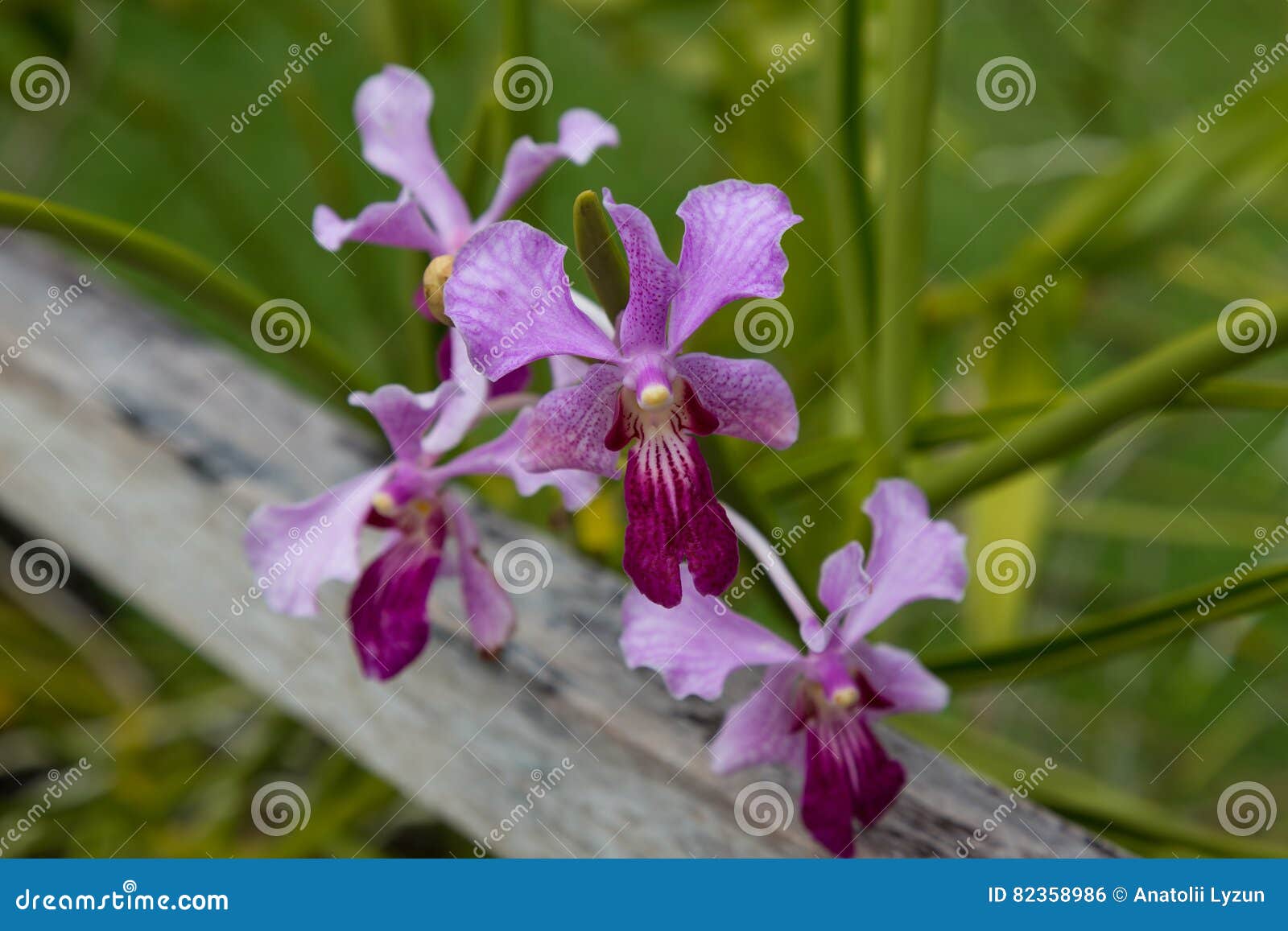 Orchidée violette sauvage photo stock. Image du coloré - 82358986