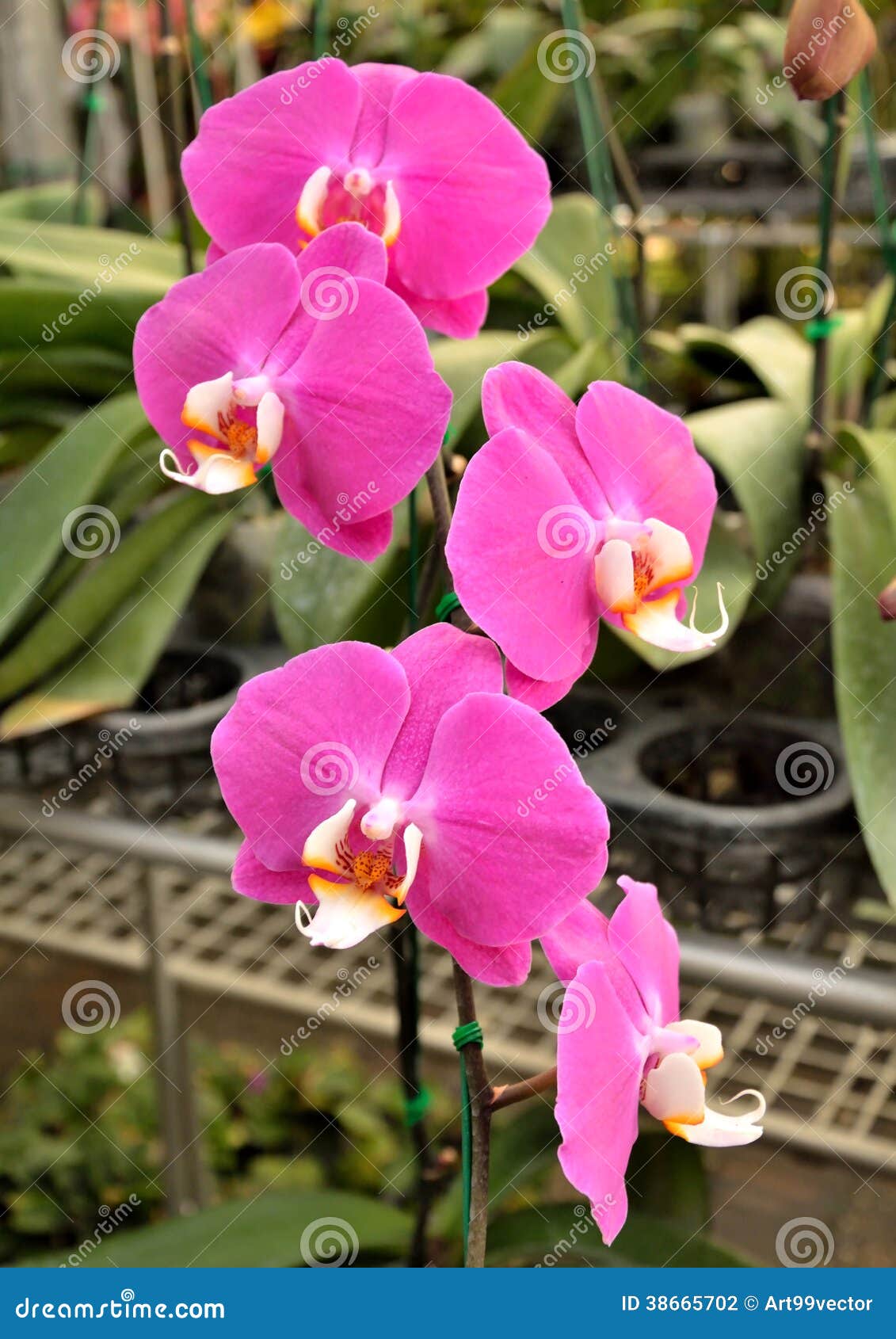 Orchidées Roses De Vanda Colorées Photo stock - Image du lumineux, soyez:  38665702