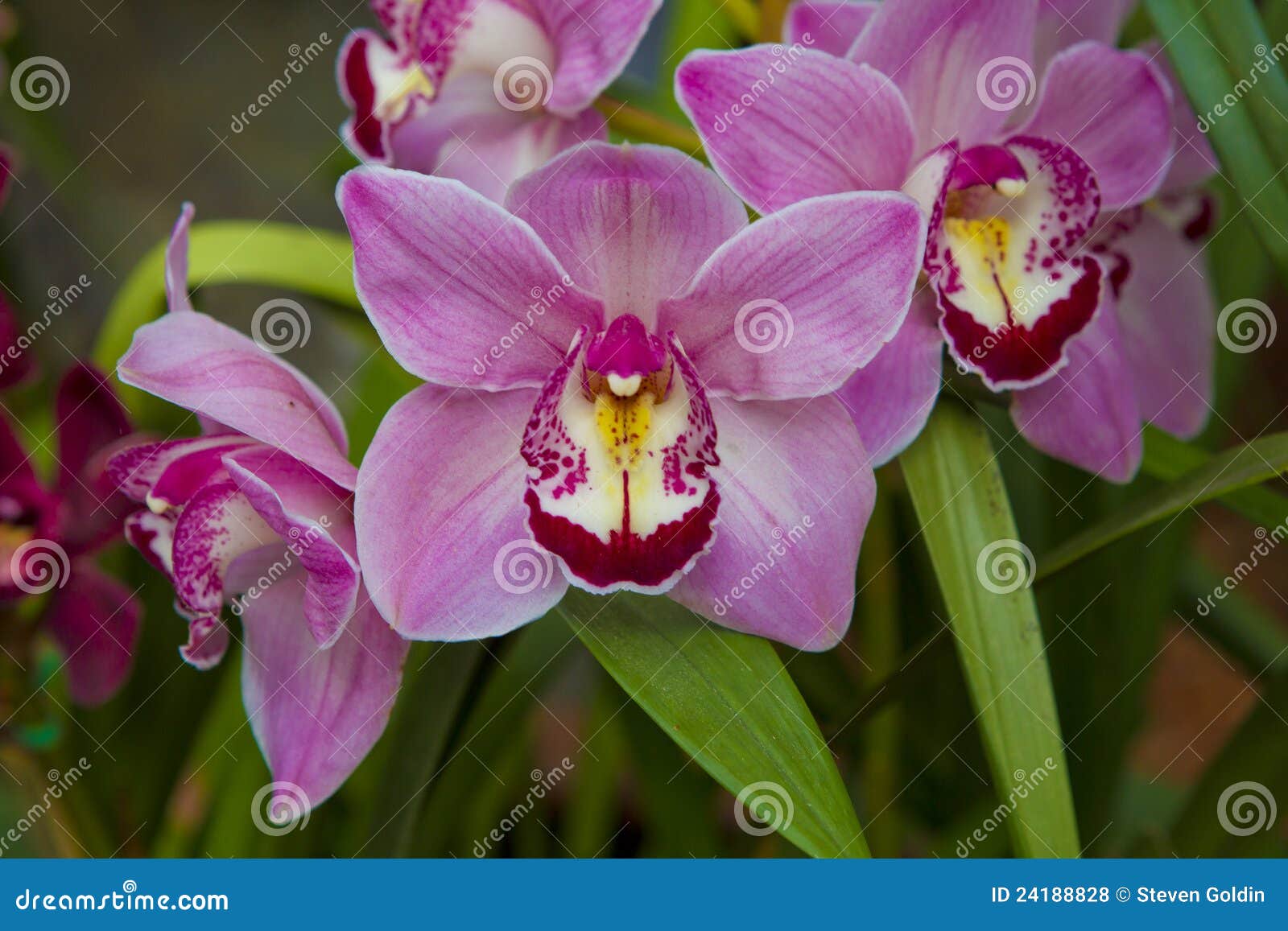 Orchid stock photo. Image of monocot, asparagales, arboretum 24188828