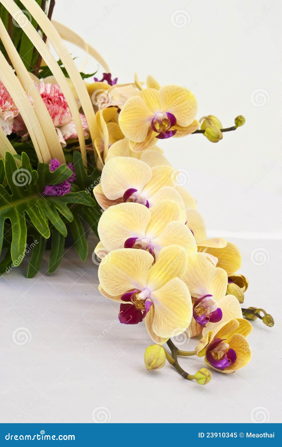 Orchid Arrangement in Flower Basket Stock Image Image of environment