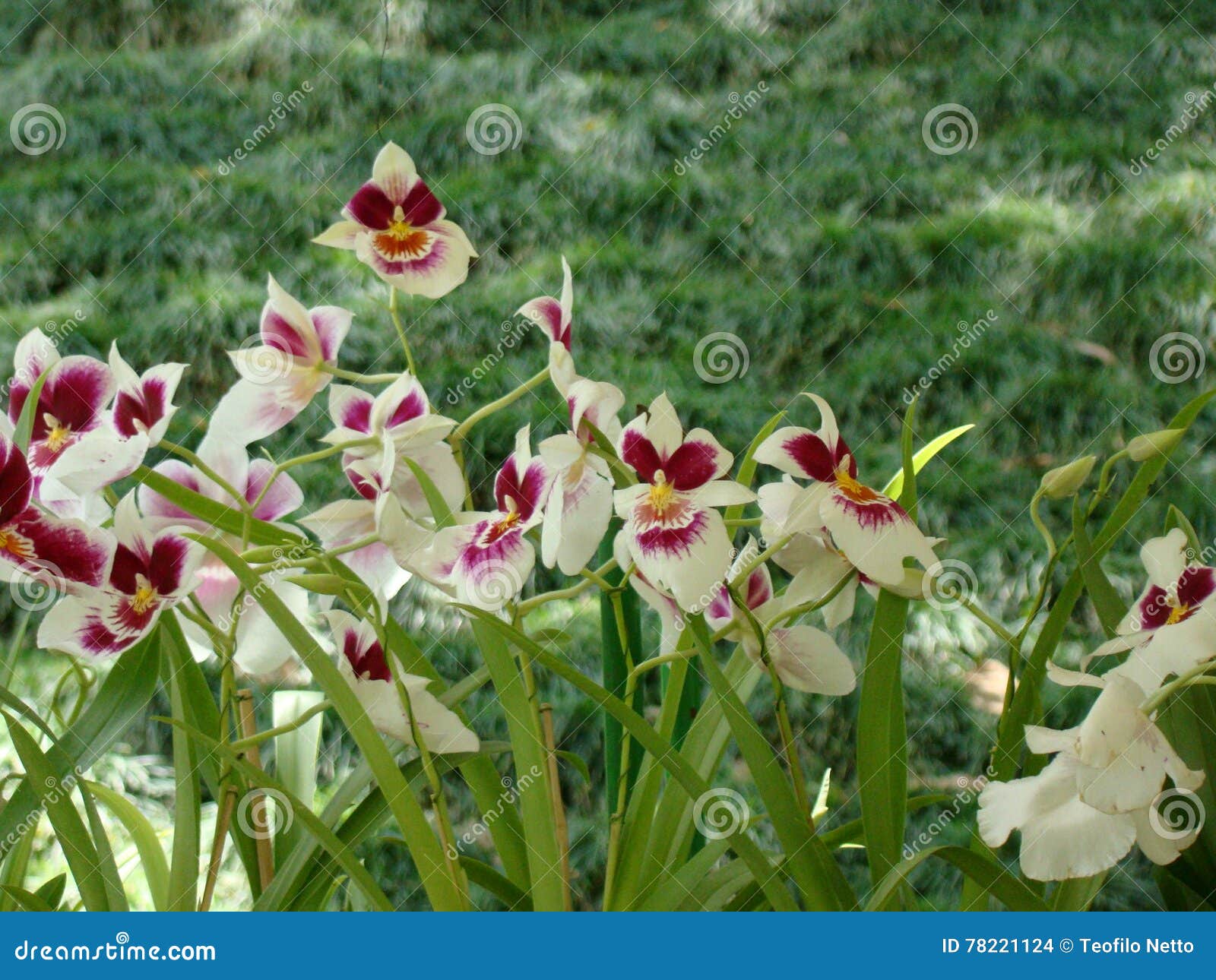 Orchid Arundina Bambusifolia Stock Photo - Image of duck, native: 78221124