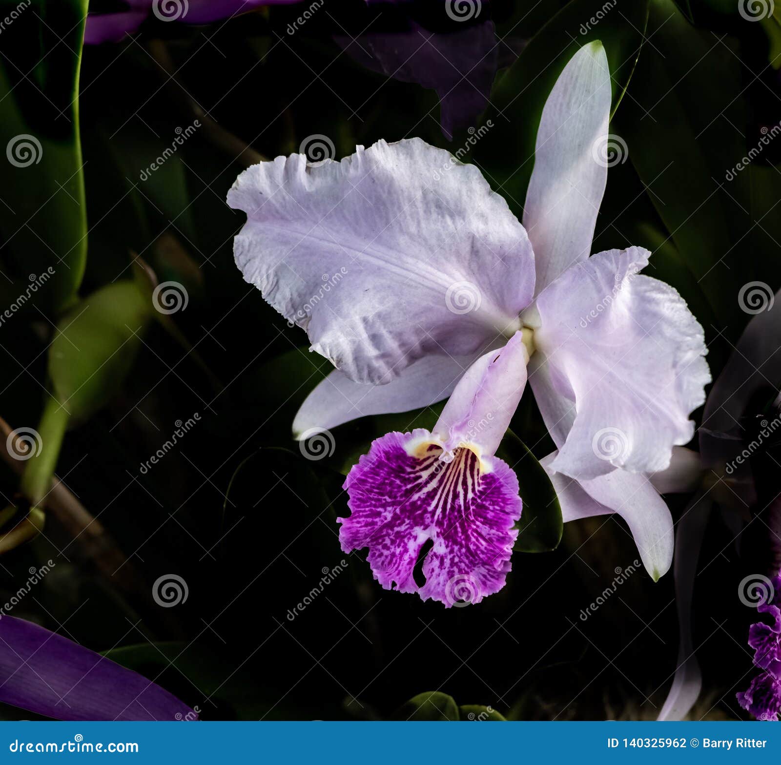 Orchid, Cattleya Trianae stock photo. Image of wild - 140325962