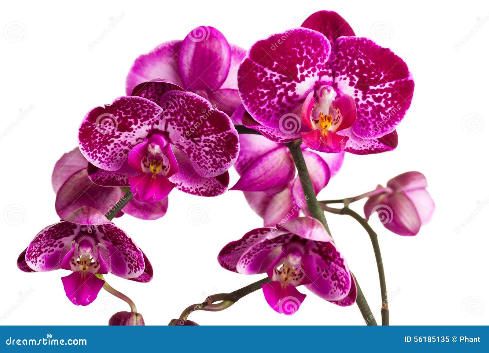 Beautiful orchid on white background