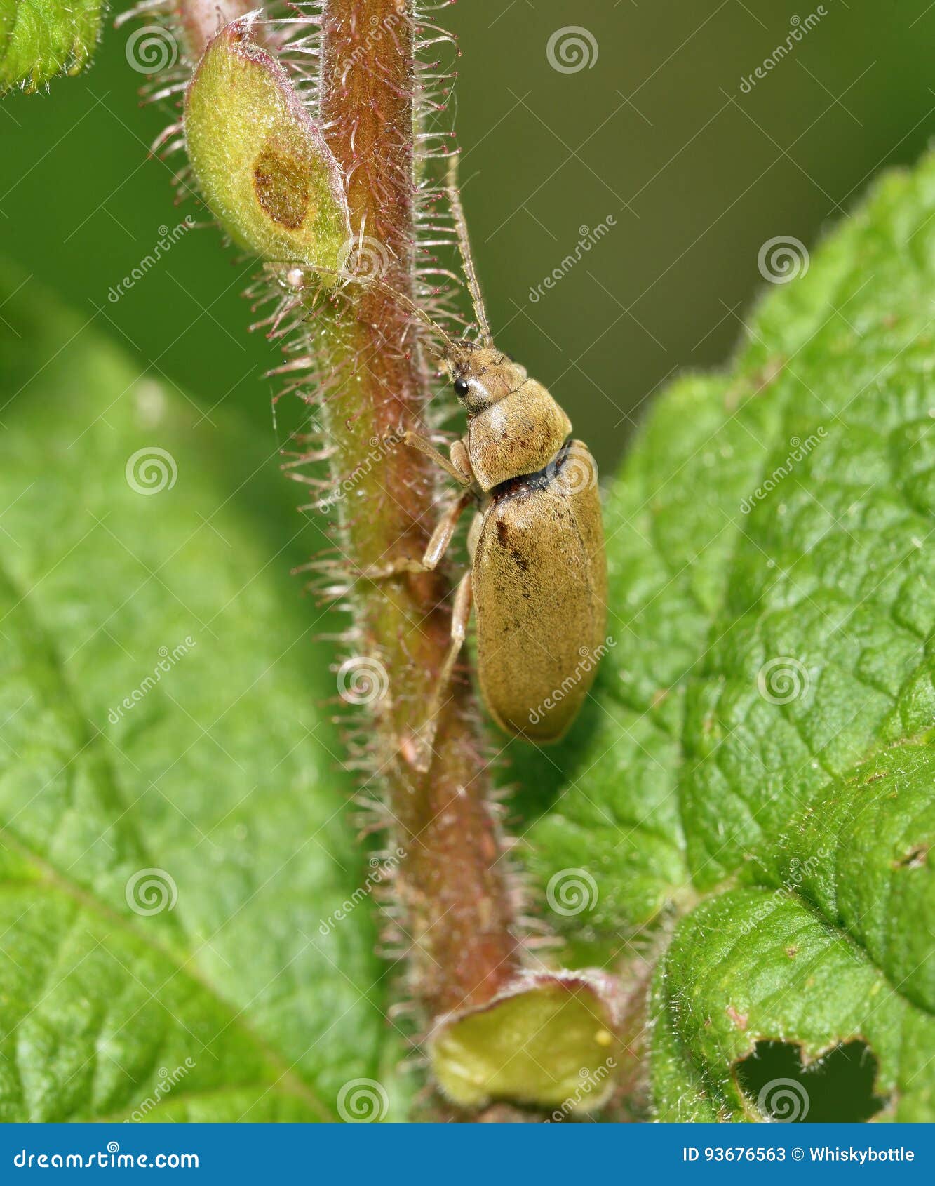 Orchid Beetle stock image. Image of wildlife, meadow 93676563