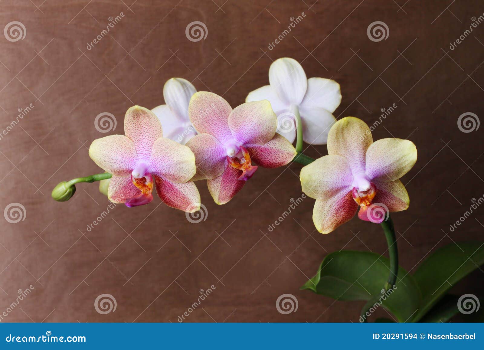 Orchid blossom stock photo. Image of blossom, botanik 20291594